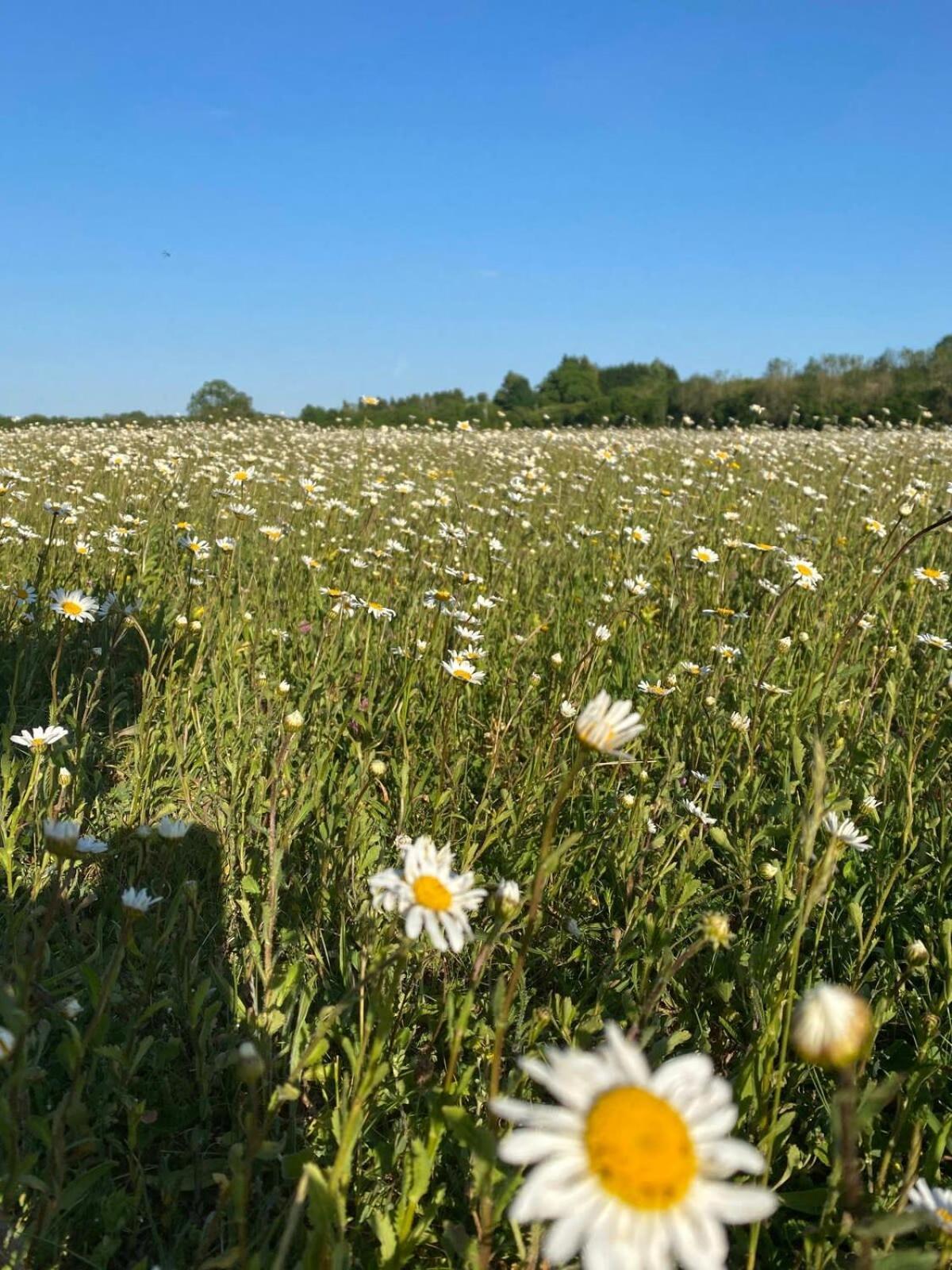 Large Stylish Luxury Cotswold Cottage - Ideal For Families, W/ Ev Charging Andoversford Kültér fotó